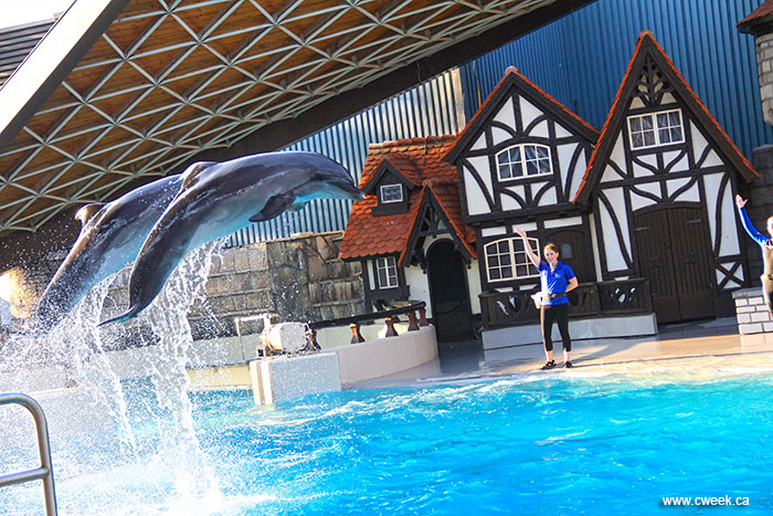 Dolphins at Marineland