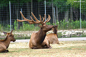 Deer at African Lion Safari