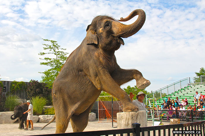 Elephants in African Lion Safari